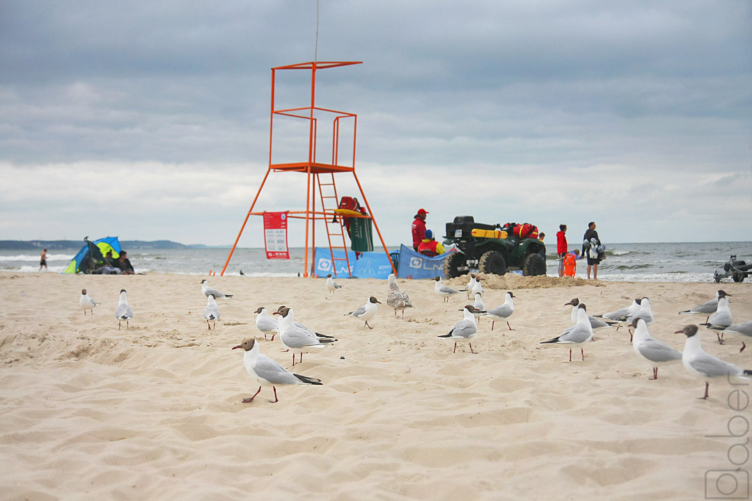 Mewy na plaży w Świnoujściu